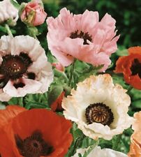 Oriental poppy choice for sale  PLYMOUTH