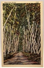 Maine silver birches for sale  Elverson