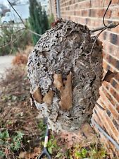 Paper wasp nest for sale  Pitman