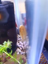 bristlenose for sale  LONDON