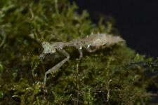 Moss mantis for sale  NOTTINGHAM