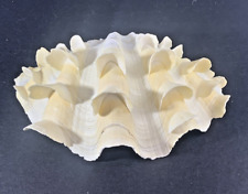 Squamosa tridacna ruffled for sale  Elgin