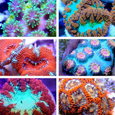 Coral frag pack for sale  Jefferson