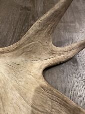 Moose antler for sale  Bethel