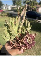 Burgundy orbea variegated for sale  Whittier