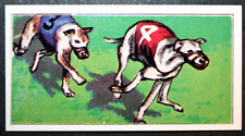 Whippet racing vintage for sale  DERBY