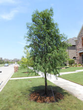 Bald cypress tree for sale  Mcminnville