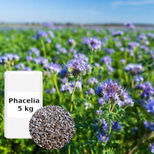 Phacelia gründüngung stillle gebraucht kaufen  Kliestow, -Rosengarten, -Lichtenberg