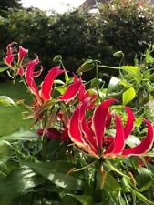 Corona ruhmes gloriosa usato  Spedire a Italy