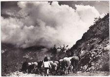 Pascolo pecore gregge usato  Isola Vicentina