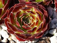 Sempervivum yellowstone vulkan gebraucht kaufen  Selters