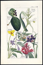 Used, Antique Print-LILY-PITCAIRNIA-TRADESCANTIA-BILLBERGIA-Friedrich-ca. 1840 for sale  Shipping to South Africa