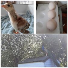 Peafowl peacock hatching for sale  CREWE