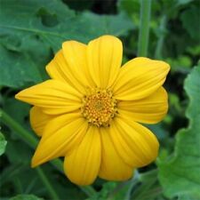 Mexican sunflower cuttings for sale  Altamonte Springs
