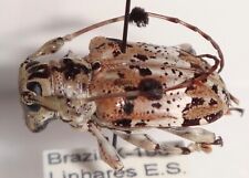 Cerambycidae anisocerus scopif for sale  Depauw