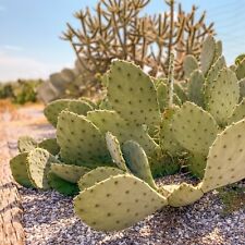 West texas prickly for sale  Cleveland
