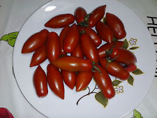 pomodoro san marzano wantia ibrido usato  Tivoli