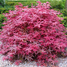 Acer palmatum beni for sale  UK