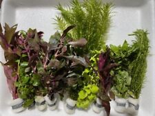 Angebot 100 aquariumpflanzen gebraucht kaufen  Oberottmarshausen