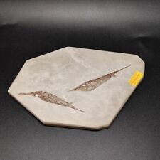 Peitra fossile con usato  Forli