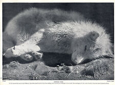 Sleeping eskimo husky for sale  COLEFORD