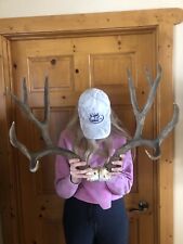 Antlers mule deer for sale  Bigfork