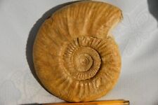 Grande ammonite choffatia d'occasion  Pont-à-Mousson