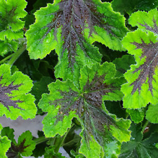 Chocolate peppermint mint for sale  EVESHAM