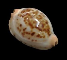 Shell Cypraea ZOILA JEANIANA JEANIANA W.Australia 55,9 mm # PALE DWARF BEAUTY for sale  Shipping to South Africa