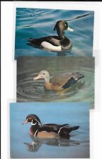 Duck postcard tufted for sale  RIPLEY