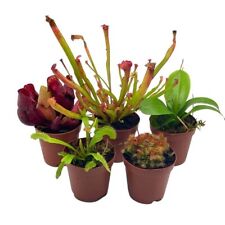 Carnivorous plant assortment for sale  Apopka