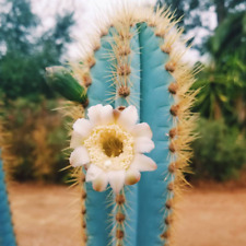 Blue Torch Cactus, Pilosocereus Azureus, Brazilian Blue Cactus seed 50 SEEDS for sale  Shipping to South Africa