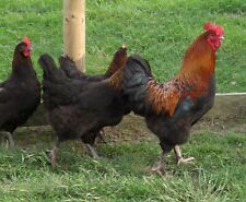 large fowl hatching eggs for sale  WELLINGTON