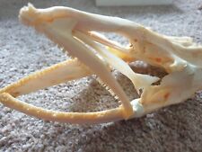 Fish skull taxidermy for sale  WARE