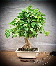 Malus zierapfel bonsai gebraucht kaufen  Golßen