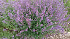 Nepeta racemosa hill d'occasion  Basse-Goulaine