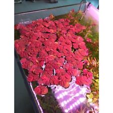 Nickel size red for sale  Stockton