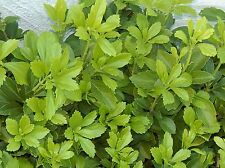 Pachysandra plants japanese for sale  Rhodesdale