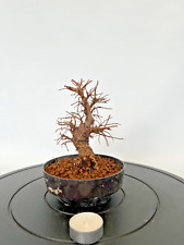 Bonsai japanische ulme gebraucht kaufen  Böhl-Iggelheim