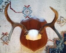 Vintage deer antlers for sale  Saint Louis