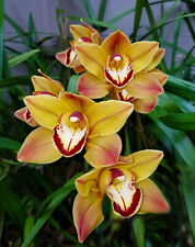 Orchid orquídea Cymbidium [(Trinity Hall x Karen) x (Mighty Tracey x wall (31 RP) segunda mano  Embacar hacia Spain