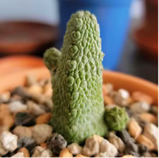 Height 2.5-3cm Succulent cactus Plant Pseudolithos dodsonianus Home Garden Plant for sale  Shipping to South Africa