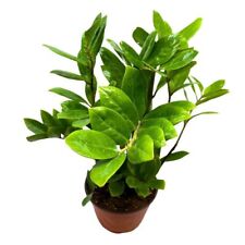 Plant zamioculcas zamiifolia for sale  Apopka
