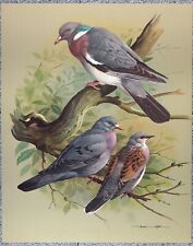 Birds of Town & Village "Paloma de madera, paloma de stock y paloma tortuga" por Ede Print, usado segunda mano  Embacar hacia Argentina
