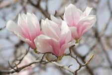 Pack saucer magnolia for sale  Rock Island