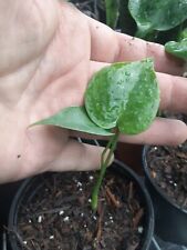 Day sale monstera for sale  Lyons