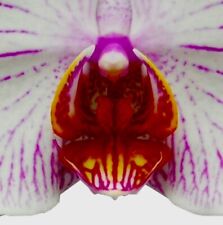 Phalaenopsis spring mantis gebraucht kaufen  Hochfeld,-Uni-/Antonsviertel