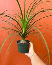Ponytail palm plant for sale  USA