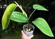 Philodendron lentii climbing for sale  Hollywood