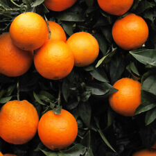 Established blood orange for sale  PETERBOROUGH